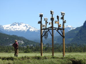 man looking at nest box