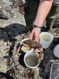 A Dungeness crab is being held by a volunteer above a bucket filled with sea-water, as part of an educational opportunity at MacKay Creek organized by the Coho society.
