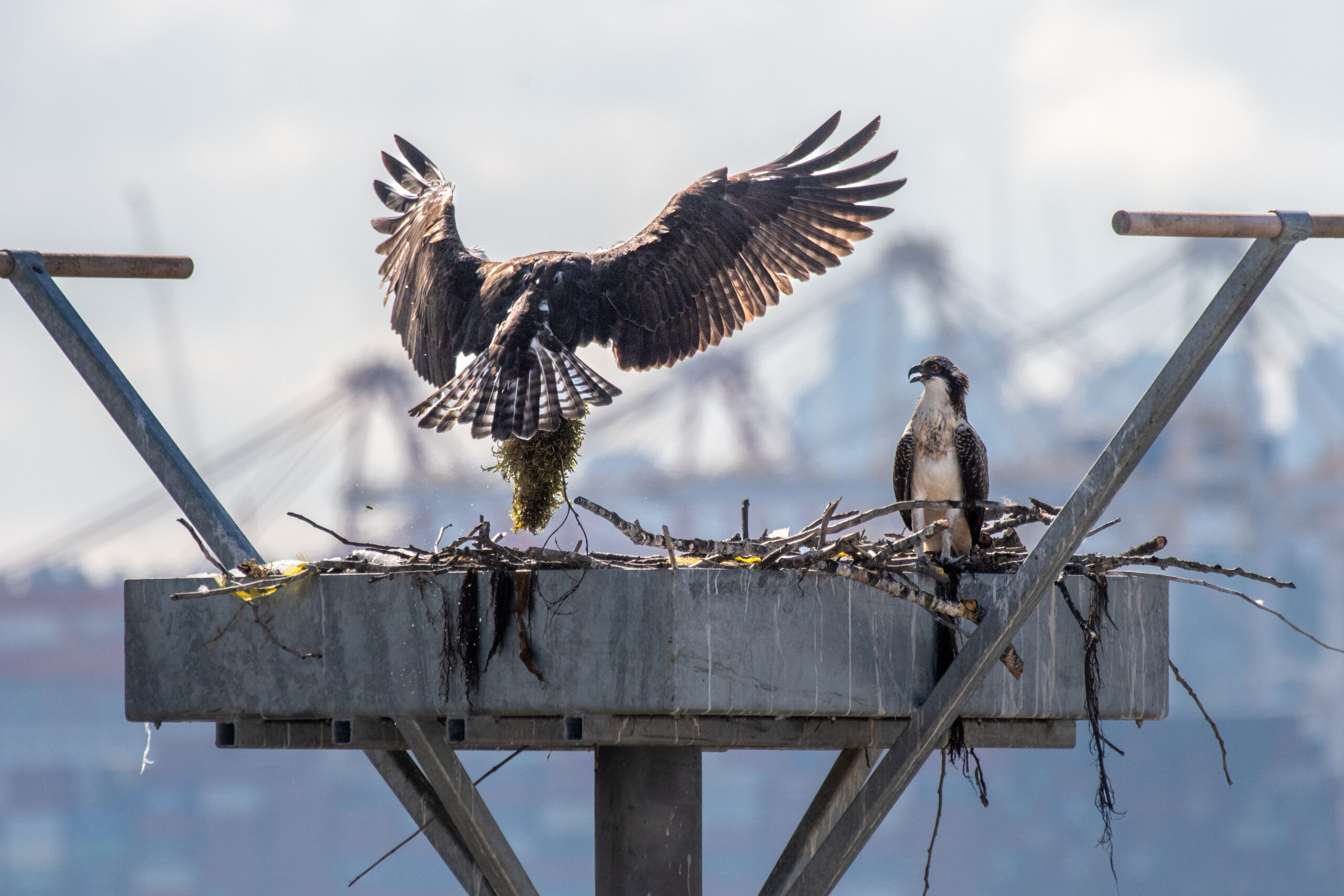 Ospreys return to Seaspan with new nesting platform