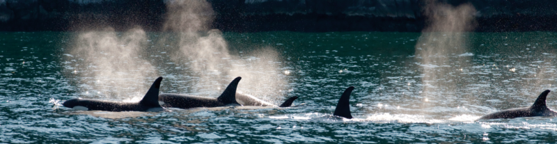 orcas swimming
